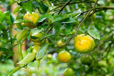 Premium Photo | Fresh tangerine orange on tree