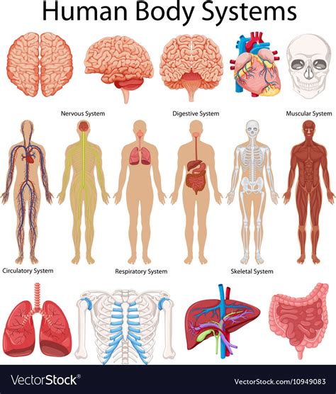 Diagram Human Body Systems And Their Functions Body Human Fu