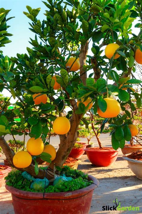 How To Grow Grapefruit Trees In Pots? How To Grow Tons And Tons Of Grapefruits | Growing ...