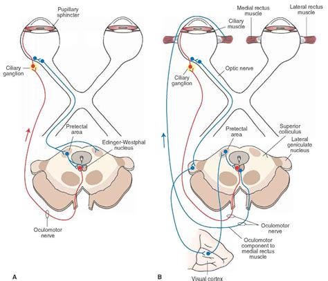 The pathways mediating (A) the pupillary light and (B) accommodation ...