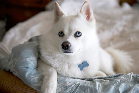 10 Dog Breeds with Beautiful Green Eyes | Reader's Digest