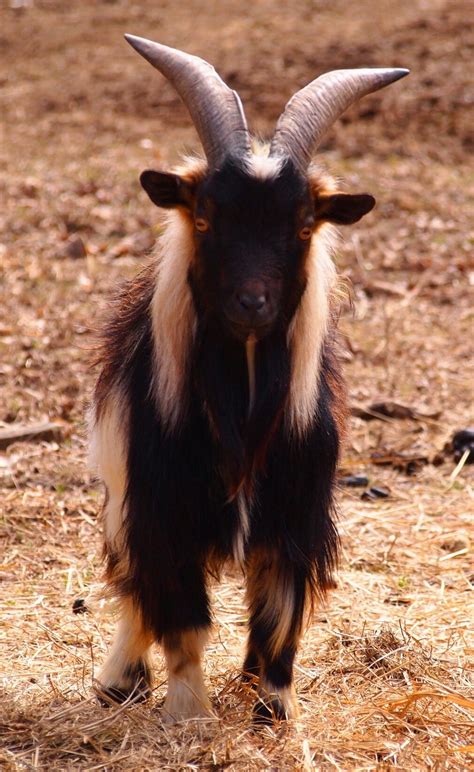 Nigerian Dwarf Billy Goat Mini Goats, Cute Goats, Farm Animals, Cute ...