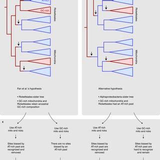 The position of mitochondria and evolution of sequence... | Download ...