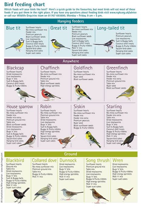 Baby Squirrel Feeding Chart - Chart Examples