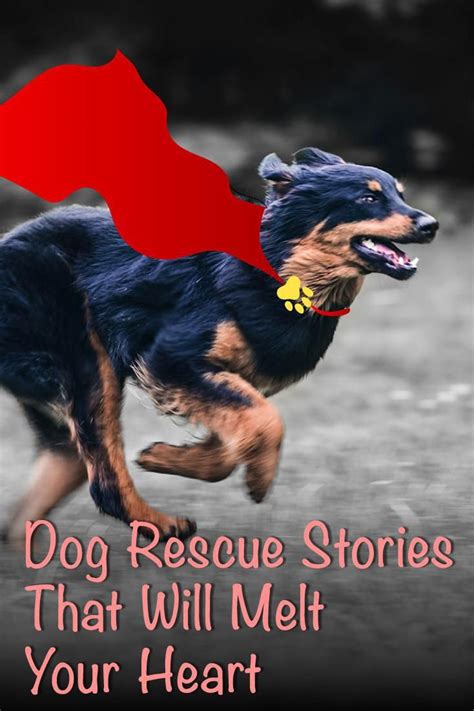 undefined | Rescue dogs, Dog rescue stories, American dog