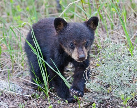 Injured Bear Cub Rescued after Durango Wildfire