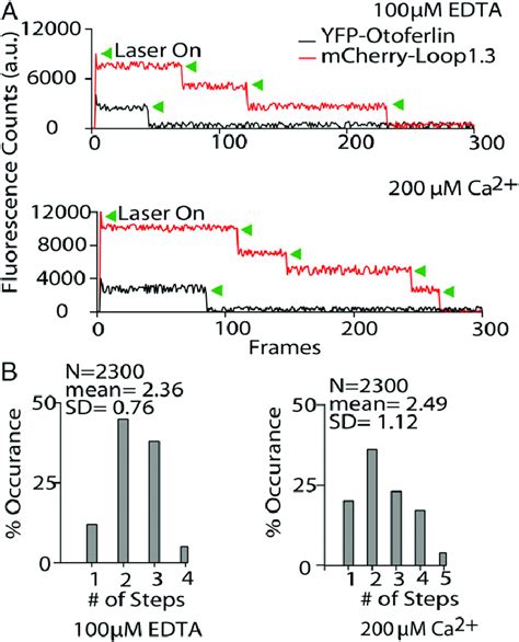 Otoferlin binds multiple Loop1.3 molecules. (A) Representative ...