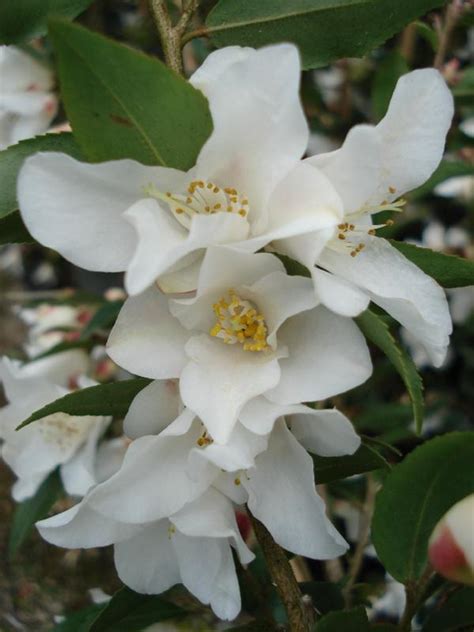 Oderings Garden Centres | Shrub - Camellia Wirlinga Bride