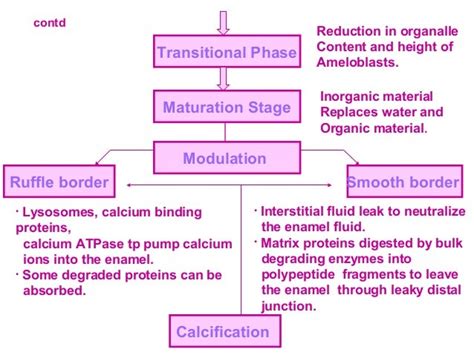 Amelogenesis - Stages of enamel formation