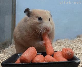 Cute Animals GIFs - Find & Share on GIPHY