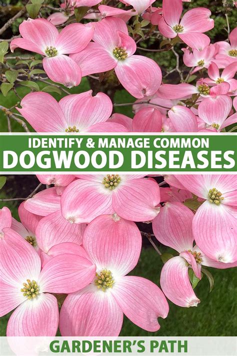 What Is Killing My Dogwood Tree