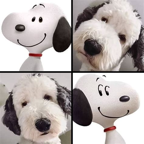 What Breed of Dog is Snoopy? – Pet Help Reviews UK