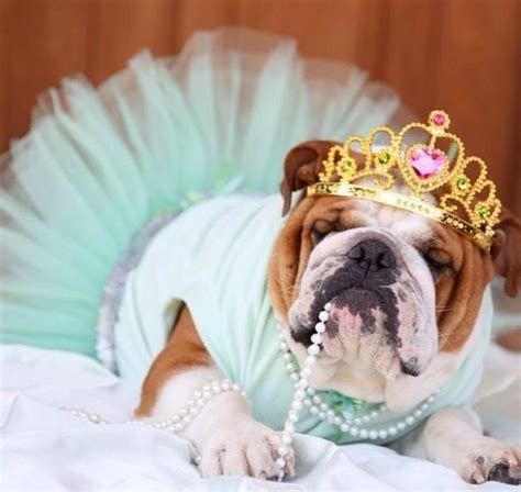 This Funny English Bulldog : r/AnimalsBeingFunny