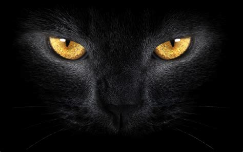 Rostro de un Gato Negro - Fondos de Pantalla HD - Wallpapers HD