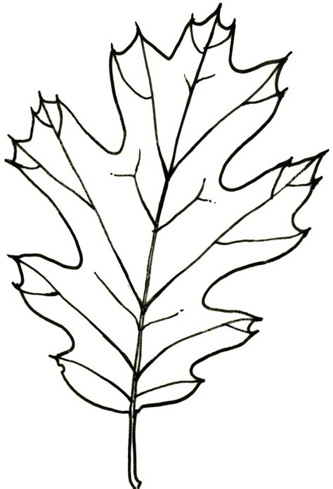 White Oak Leaf Drawing | Free download on ClipArtMag