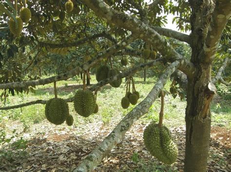 Cara Mudah menanam Pohon Durian Montong Agar Cepat Berbuah - Dzargon