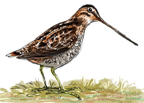 Birds: Common Snipe