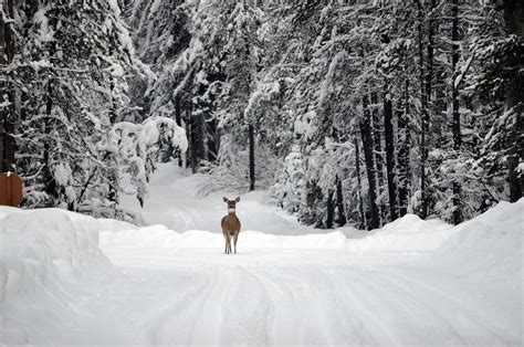 White Tail Deer In The Snow Free Stock Photo - Public Domain Pictures