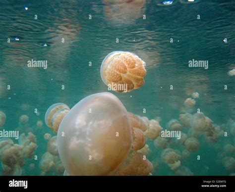 Jellyfish lake. Rock islands. Palau Stock Photo - Alamy