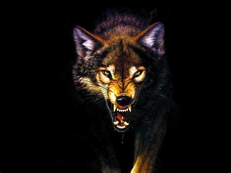 Angry Wolf Wallpapers - Top Free Angry Wolf Backgrounds - WallpaperAccess