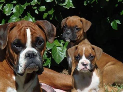 AKC Boxer Puppies for Sale in Wilmore, Kansas Classified ...