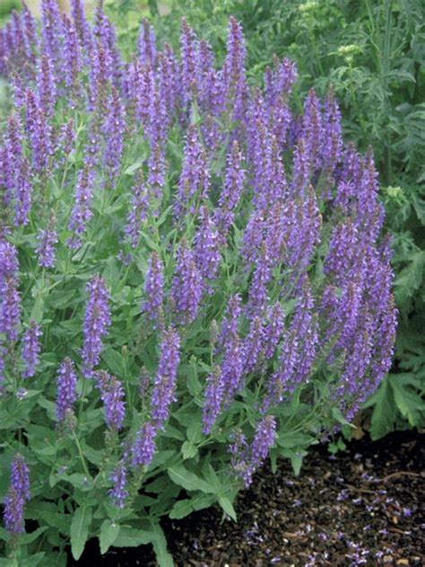 Salvia 'Blue Hill', Salvia Sylvestris, 4" Pot, Perennial, Purple/Blue ...