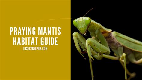 How to Set up a Praying Mantis Habitat (Step-by-Step) - Insect Keeper