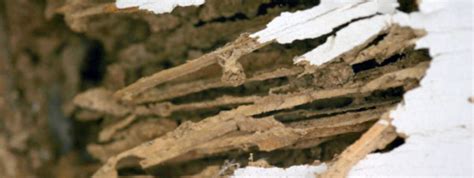 How to Tell the Difference Between Termite and Carpenter Ant Damage - Truly Nolen Canada