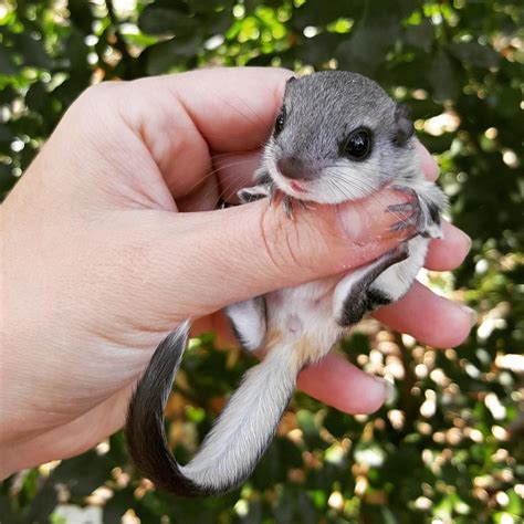 Sugar Glider Animals For Sale | Raleigh, NC #291136