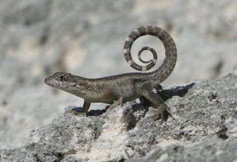 Curly tailed lizards - Alchetron, The Free Social Encyclopedia | Lizard ...