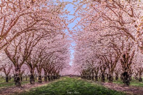 500px Blog » » 45 Charming Cherry Blossoms That Will Inspire Your Day