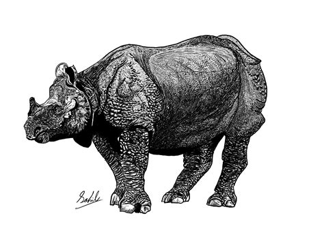 Sahil - Indian One Horned Rhino