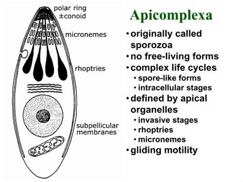 Apicomplexa