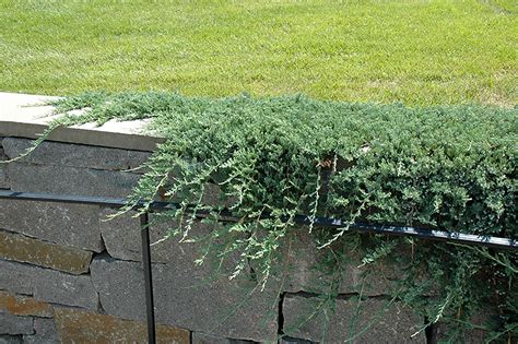 Blue Rug Juniper (Juniperus horizontalis 'Wiltonii') in Edmonton St Albert Sherwood Park Stony ...