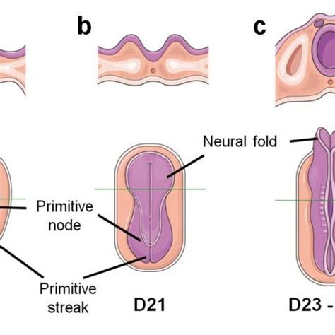 Development of the neural plate and neural tube. a) The primitive node... | Download Scientific ...