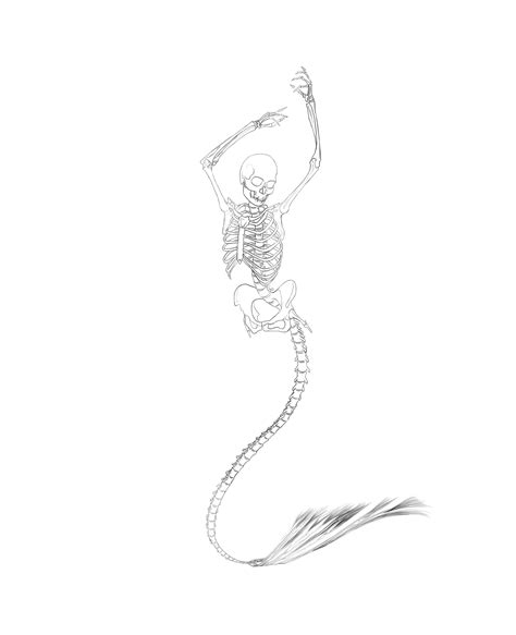 ArtStation - Line art skeleton mermaid