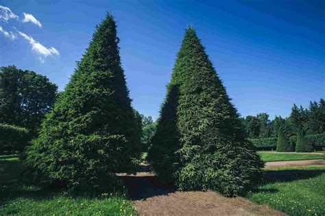 10 Best Evergreens for Privacy Screens and Hedges