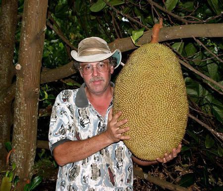 10 of the World's Largest Vegetables and Fruits - Oddee.com (biggest pumpkin, biggest watermelon ...