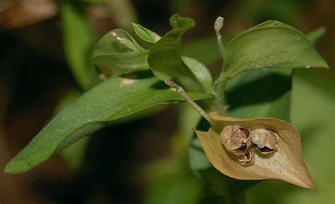 Traditional uses and benefits of Asiatic Dayflower