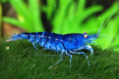 caridina cantonensis blue tiger shrimp information and wiki blue tiger ...