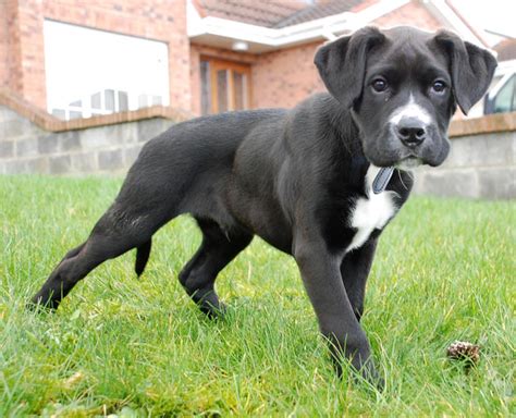 Boxador (Boxer-Lab Mix) Info, Temperament, Training, Puppies, Pictures | Boxador puppies, Boxer ...