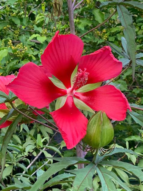 Texas Star Perennial Hibiscus seeds | Etsy
