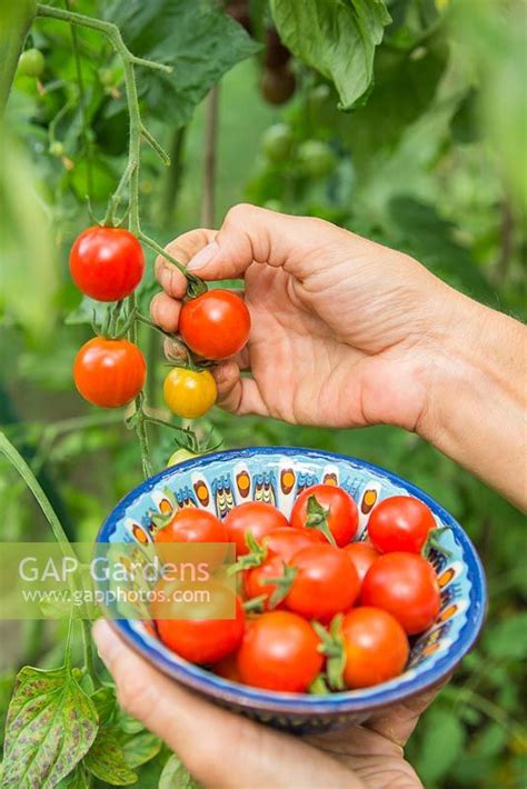 Harvesting Tomato 'R... stock photo by GAP Photos, Image: 0458683