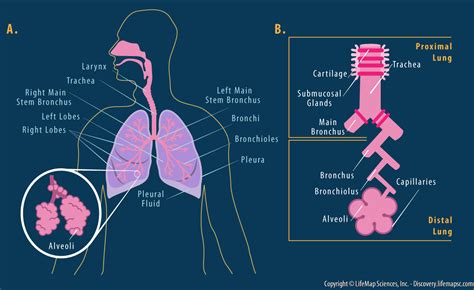 Struktur dan Fungsi Organ Sistem Pernapasan pada Manusia - Materi Kimia