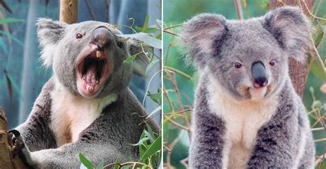 25 Times Koalas Showed Their Scary Side