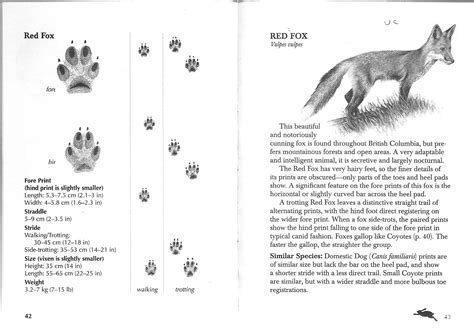 Pin by Sarah Buckley on Naturalist | Red fox, Fox, Animal tracks