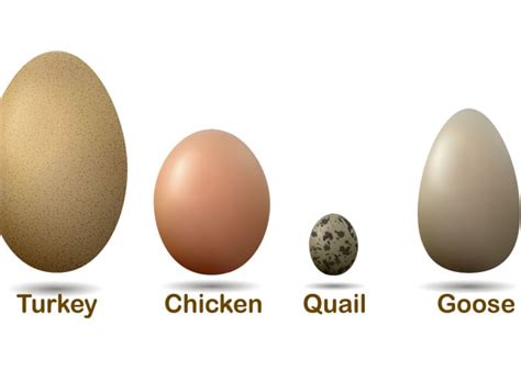 Quail Egg vs. Chicken Egg: An Egg-citing Side-by-Side Comparison