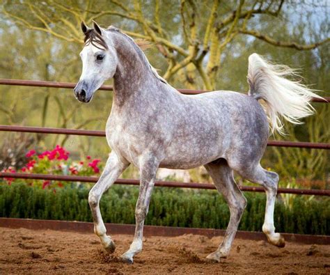 Khalif SWF :: Arabian Horses of Stonewall Farm | Horses, Horse breeds, Arabian horse