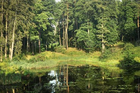 Forest and its reflection in lake water landscape 5125944 Stock Photo ...