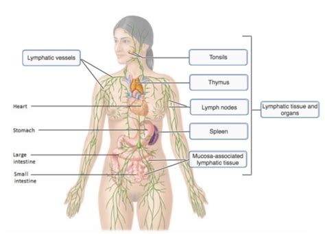 Chapter 20: Lymphatic/ Immune System (Mastering Biology) Flashcards ...